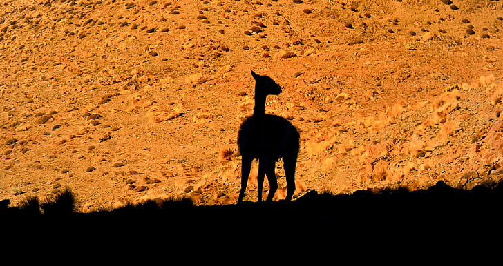 silhouet, foto, Camel, overdag, natuur, Lama, Andes