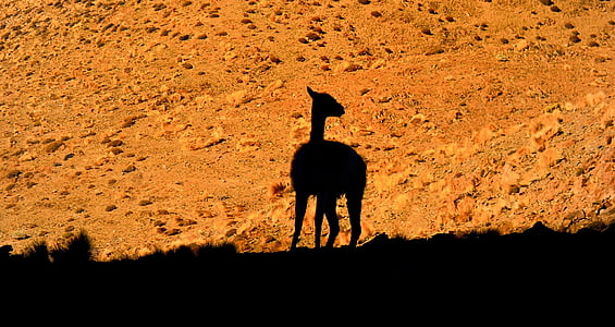 silueta, Foto, camello, durante el día, naturaleza, llama, los Andes