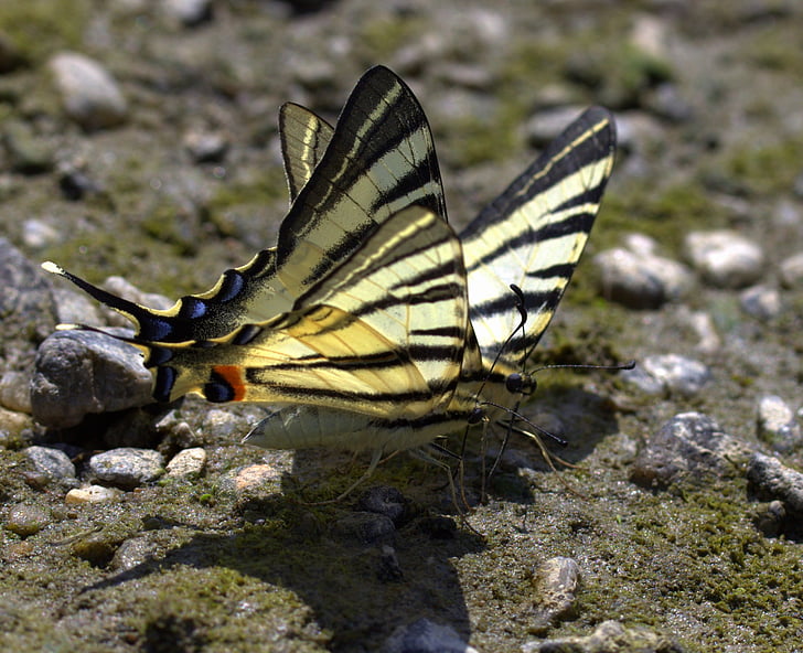 farfalla, a coda di rondine, bere, Insecta