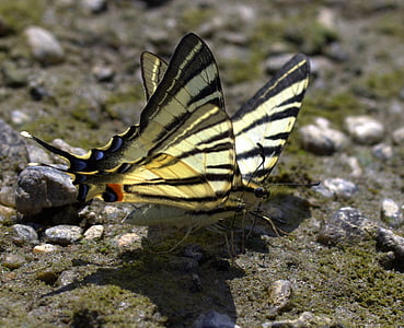 butterfly, dovetail, drink, insecta