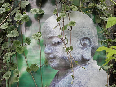 Buddha, szerzetes, Zen, Relax, növény
