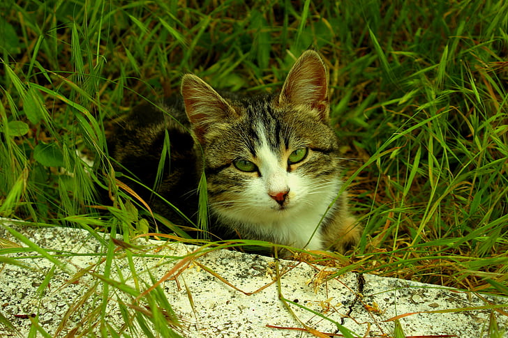 котка, зелени очи, невинни, домашна котка, домашни любимци, животните, трева