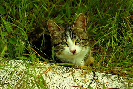 kat, groene ogen, onschuldige, binnenlandse kat, huisdieren, dier, gras