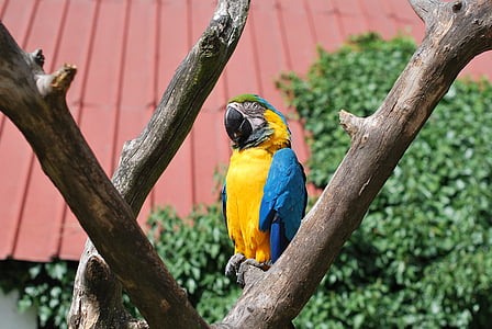 Papoušek, pták, Příroda, zvíře, peří, Tropical, volně žijící zvířata