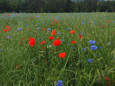 camp de roselles, kornblumenfeld, klatschmohnfeld, klatschmohn, cornflowers, flors, vermell