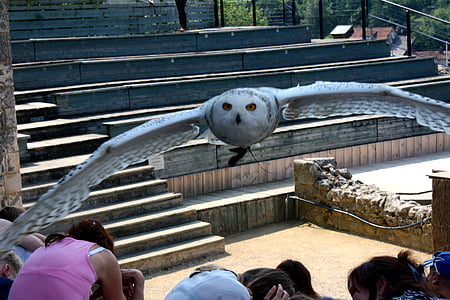 owl, snowy owl, owl flight, white owl, flying, bird of prey, bird