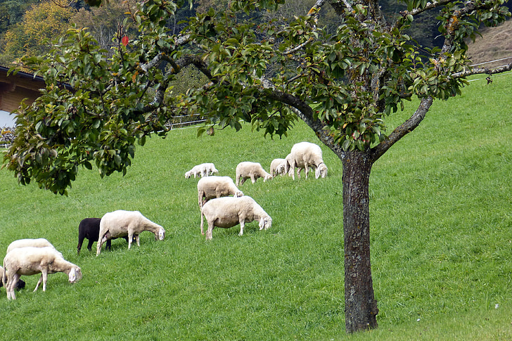 овцы, стадо, стадо овец, пастись, Животные, пастбище, шерсть