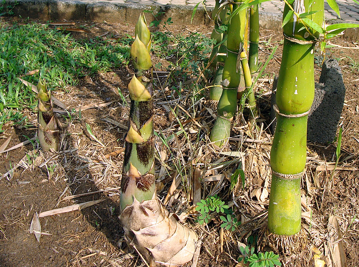 bambú, con nudos, Bambusa vulgaris, vientre de Buda gigante, Brote de bambú, Kodagu, India