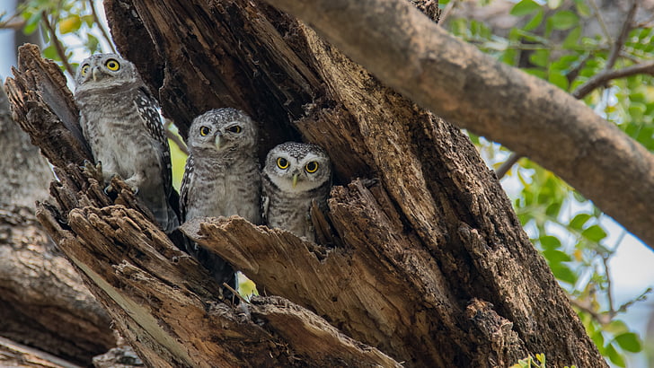 spotted owlet, Athene brama, Spotted owlet, ptak, Azja Południowo-Wschodnia ptak, OWLET, dzikość