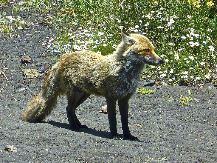 fox, arctic, wildlife, wild animal, canine, carnivore, vesuvius