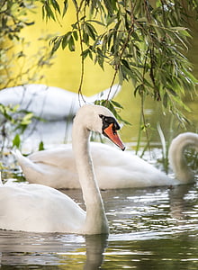 bird, nature, river, swans, water, white, one animal