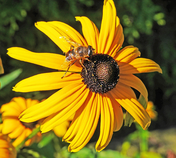 καλοκαιρινό λουλούδι, θάμνος, άνθος, άνθιση, μέλισσα, μέλισσα μέλι, Κίτρινο