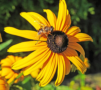 summer flower, shrub, blossom, bloom, bee, honey bee, yellow