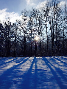 krajina, Příroda, Les, sníh, Zimní, strom, studené - teplota