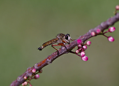 Mosca di ladro marrone, insetto, volare, bug, selvaggio, occhio, ramo
