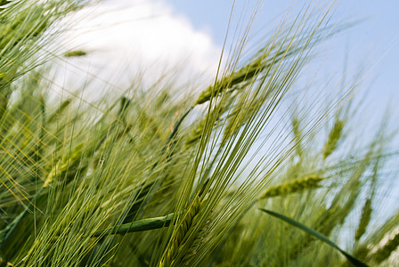 gandum, bidang, hijau, detail, tumbuh, panen, pertanian