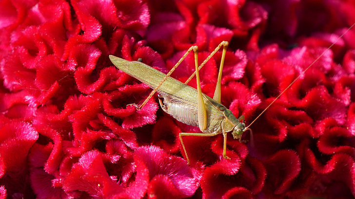 grasshopper, insects, flowers, flower, flower crest chicken, natural flowers, nature