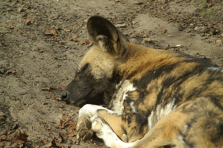 Wildhund, Afrika, Hund, schlafen, Predator, in der Nähe