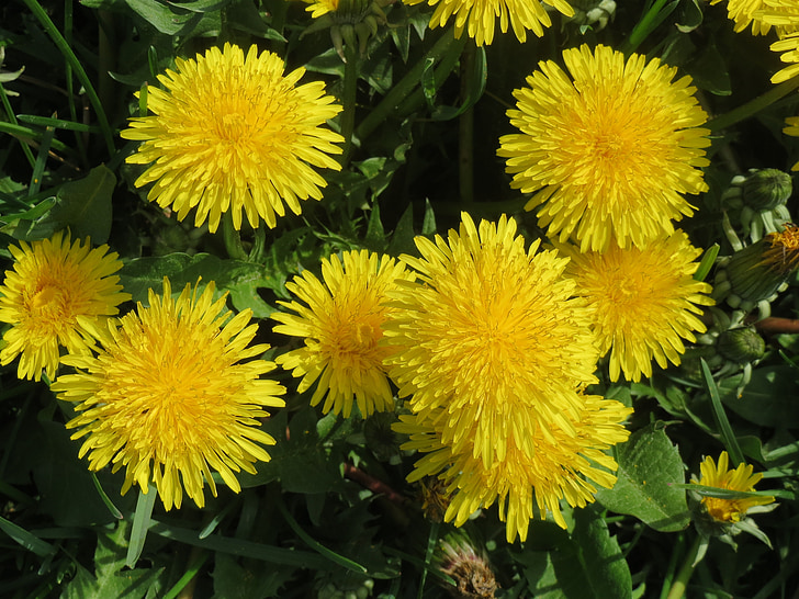 Taraxacum sect ruderalia, Pampeliška, wildflower, louka, Flora, botanika, závod