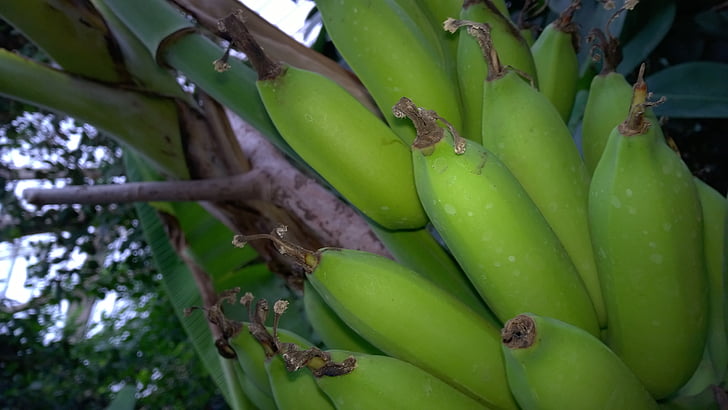 banan, buske, bananer, banan buske, bananplantan, frukt, naturen
