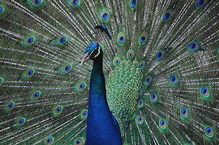 dier, vogel, dieren in het wild, natuur, Peacock, foto, exotische