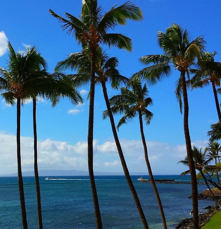 Palm, trópusi, paradicsom, Maui, Hawaii, sziget, természet
