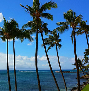 Palma, tropical, paradís, Maui, Hawaii, illa, natura