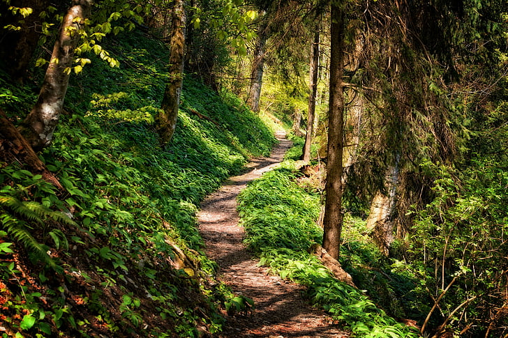 away, path, forest, hiking, nature, trail, forest path