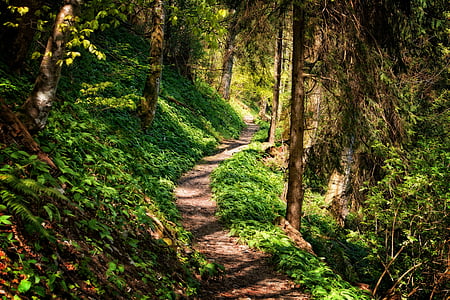 đi, đường dẫn, rừng, đi bộ đường dài, Thiên nhiên, đường mòn, con đường rừng