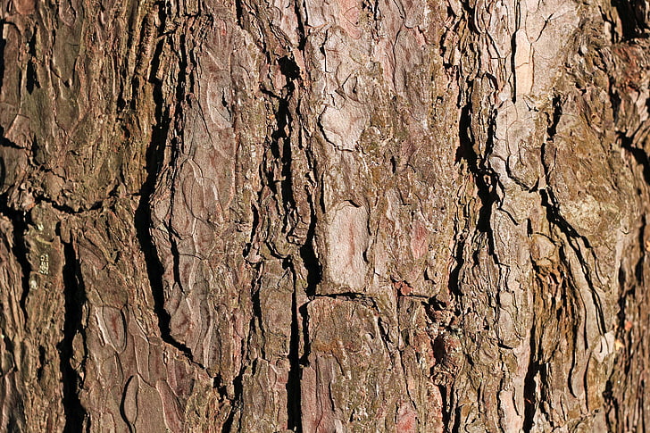scoarţă de copac, PIN, copac, textura, fundal, maro, închide