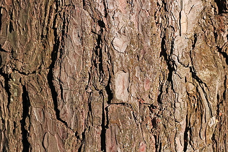bark, Pine, träd, konsistens, bakgrund, brun, Stäng