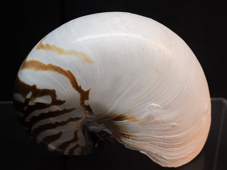 Nautilus pompilius, cáscara, Nautilus, naturaleza, concha de Nautilus, Seashell, flora y fauna