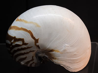 Nautilus pompilius, Shell, Nautilus, natura, coperture del Nautilus, Seashell, fauna selvatica