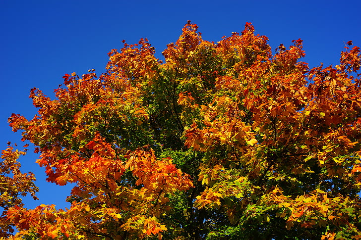 arbre, finals d'estiu, tardor, fulles, natura, paisatge, vermell