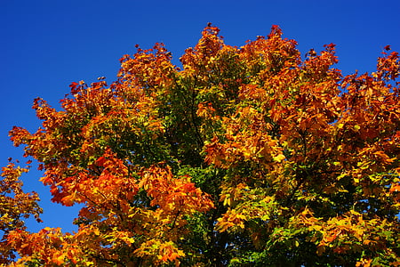 træ, sensommeren, efterår, blade, natur, landskab, rød