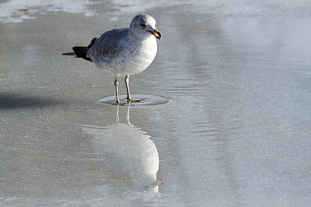 Seagull, comer, hielo, reflexión, Closeup, detalle, pájaro