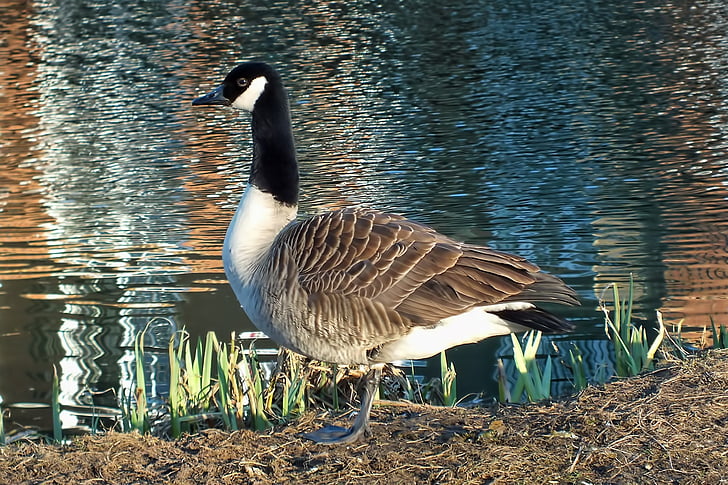gans, staande, rivier, vogel, water, milieu, Canada goose