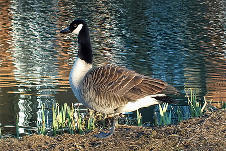 gans, staande, rivier, vogel, water, milieu, Canada goose