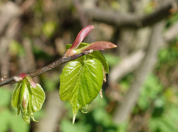 spring, leaf, bud
