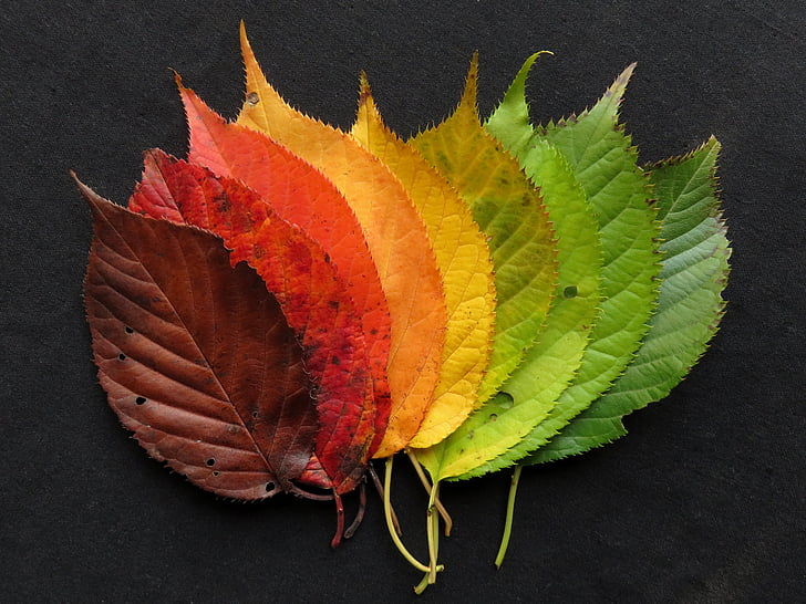 Syksyn lehdet, syksyn lehtiä, lehdet, Syksy, syksyllä, väri, värikäs