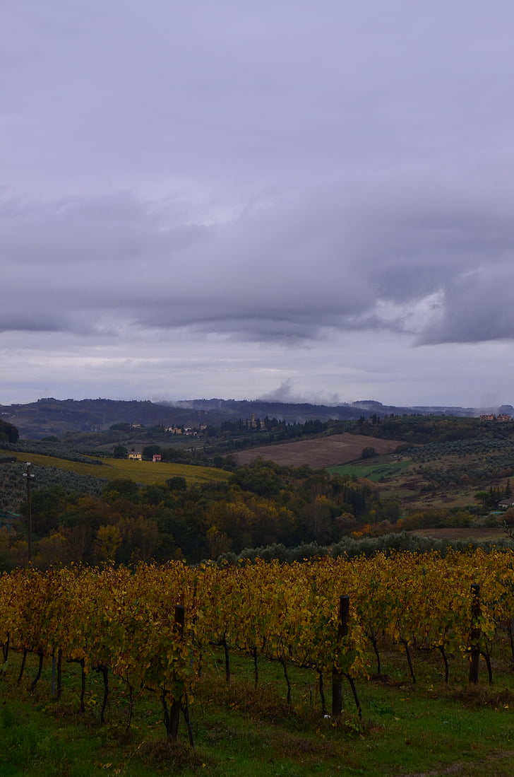 campi, colline, Italia, uva, vigneto, nuvole, cielo