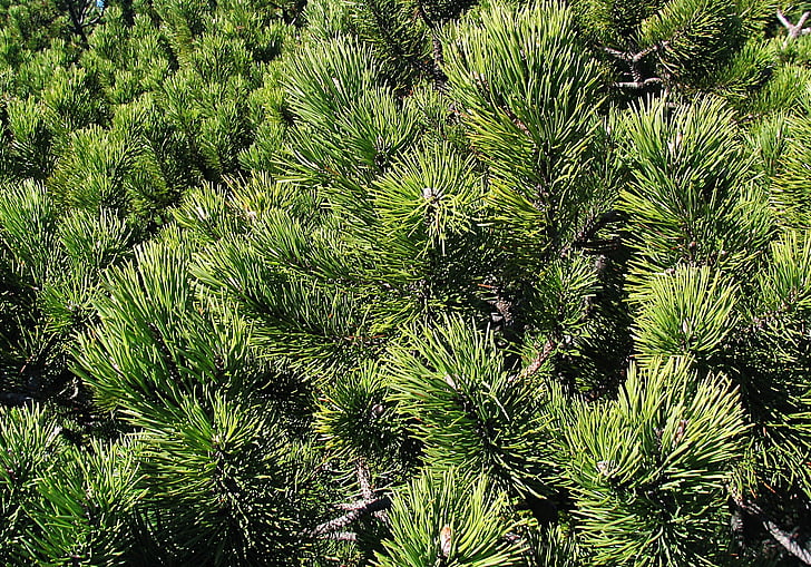 Pinus mugo, Babia superior, Beskids, factura, l'estructura de la, el fons, close-up