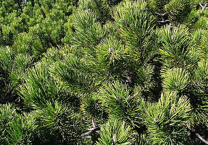 Pinus mugo, Babia superior, Beskids, factura, l'estructura de la, el fons, close-up
