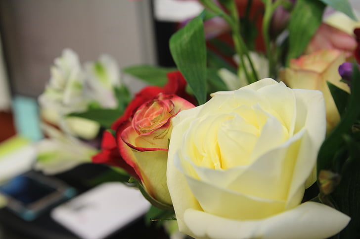 цвете, Роза, ваза, китка, флорални, букет, бяло