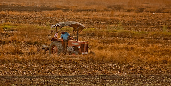 traktor, bonde, fältet, jordbruk, gröda, skörd, landsbygdens
