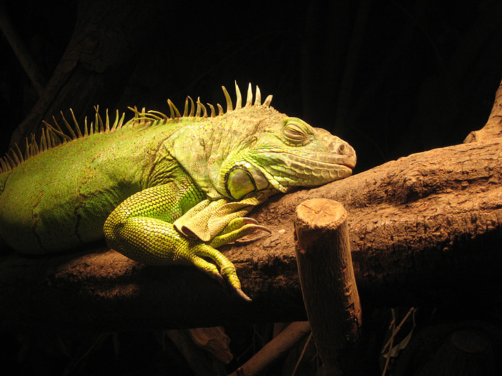 lagarto monitor, réptil, lagarto, jardim zoológico, animais, natureza, Iguana