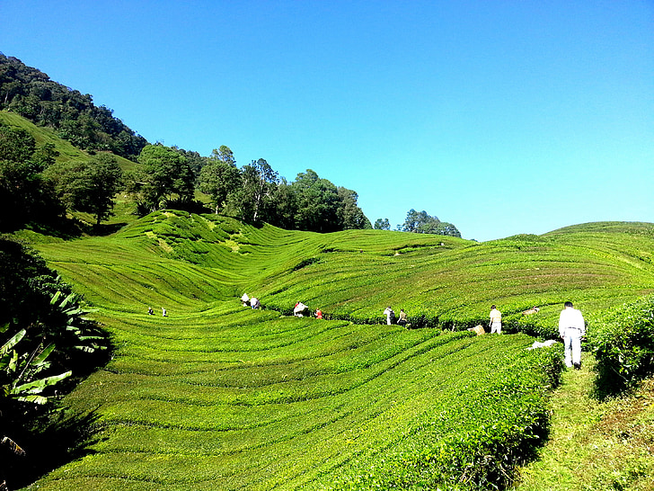 đồn điền trà, Trang trại chè, trà, Cameron highlands, Malaysia, màu xanh lá cây, Thiên nhiên
