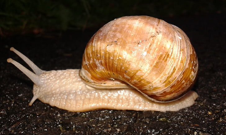 nature, snail, worm, conch, snail shell, mollusk, animal