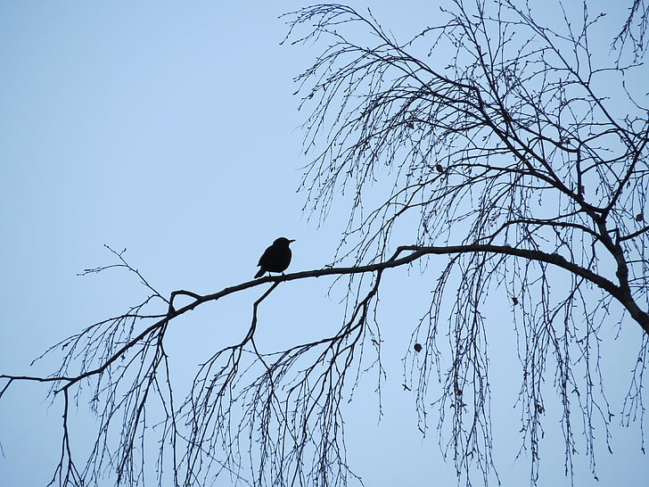 птица, Черно, синьо, небе, дърво, Кос