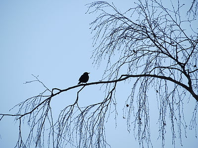 burung, hitam, biru, langit, pohon, Blackbird